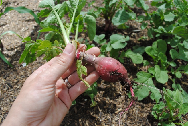 A HOME-GROWN RADISH OF MY VERY OWN!